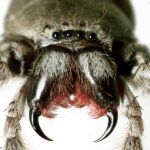 are spiders insects or animals