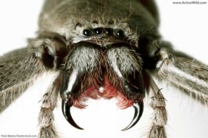 are spiders insects or animals