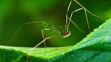 cellar spider vs daddy long legs