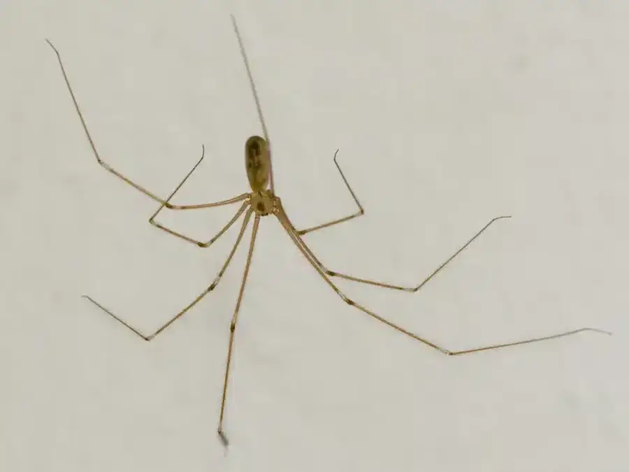 cellar spider vs daddy long legs