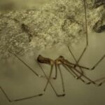 cellar spider vs daddy long legs