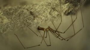 cellar spider vs daddy long legs