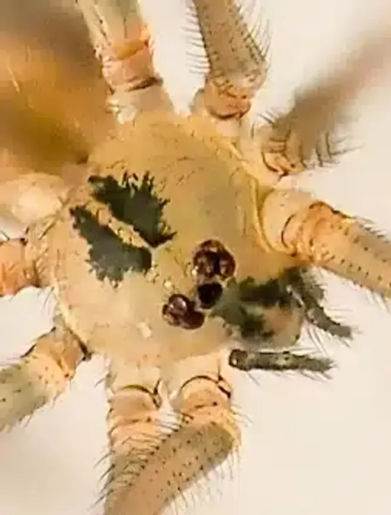 cellar spider vs daddy long legs