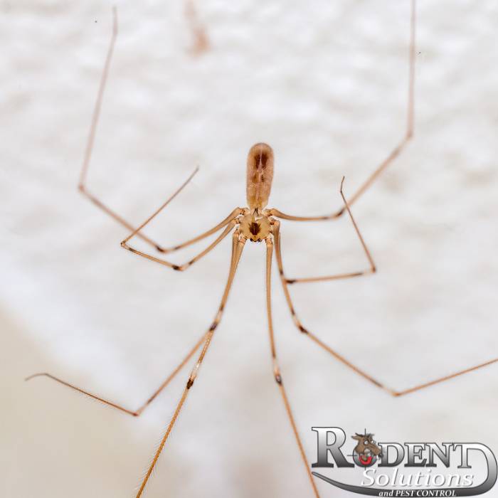 cellar spider vs daddy long legs