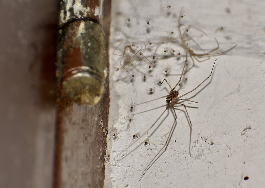 cellar spider vs daddy long legs