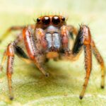 how many legs do spiders have