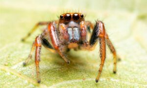 how many legs do spiders have