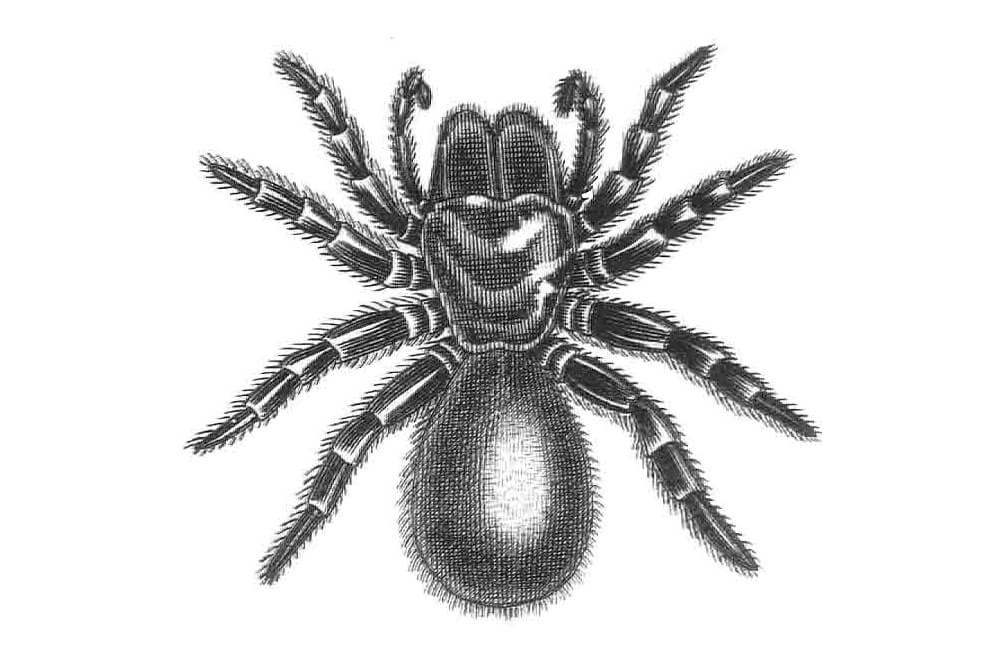 how many legs do spiders have simple spider anatomy explained