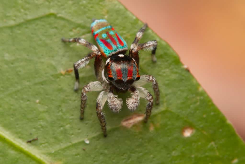 how many legs do spiders have