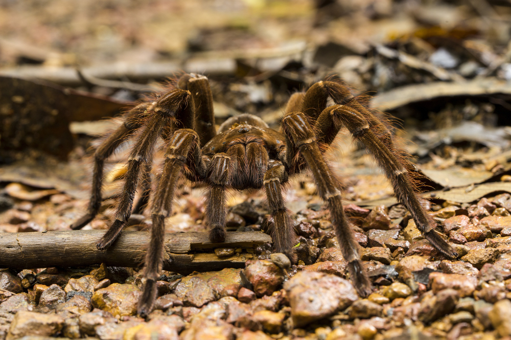 Mottled American house spider hanging beneath an irregular cobweb in a sheltered corner