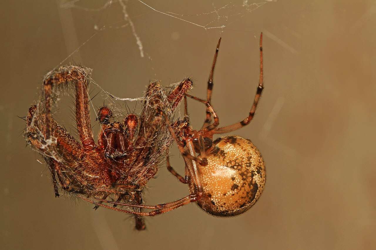 American house spider Parasteatoda tepidariorum holding prey in an irregular cobweb