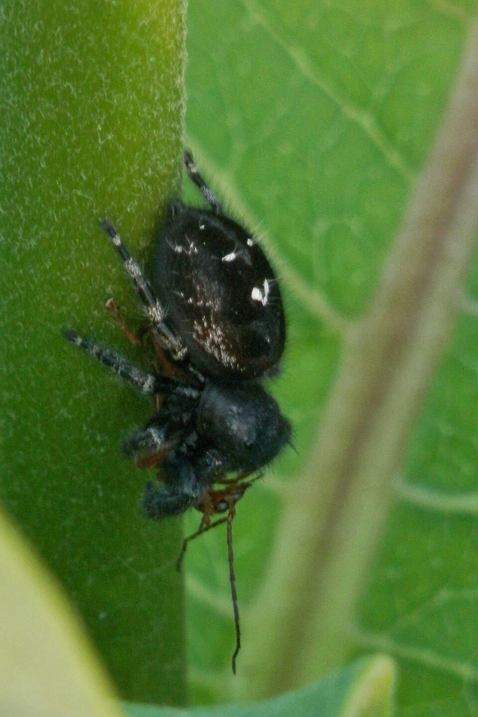 Bold jumping spider Phidippus audax on a green leaf