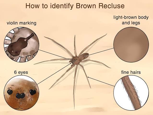 Plain brown recluse spider photographed from above for regional identification