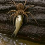 dolomedes fishing spider water edge