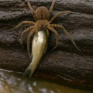 dolomedes fishing spider water edge