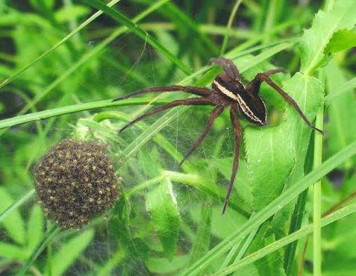Large Dolomedes fishing spider resting with extended legs beside freshwater