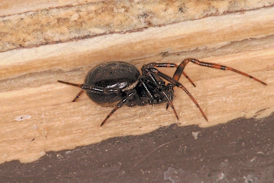 Dark brown false widow spider with a rounded abdomen in an irregular cobweb