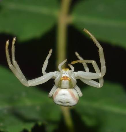 White flower crab spider holding its enlarged front legs outward on a blossom