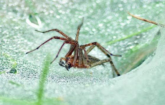 Brown grass spider waiting at the entrance of a horizontal sheet and funnel web