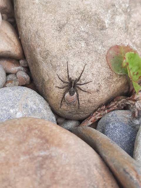Dark elongated ground spider with visible spinnerets beside a stone