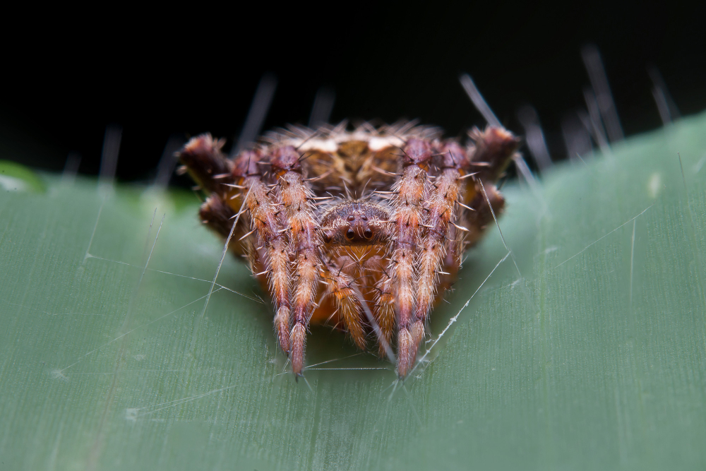 How to photograph a spider safely for identification