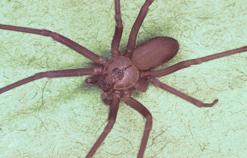 Compact North American jumping spider with large forward-facing eyes on a wall