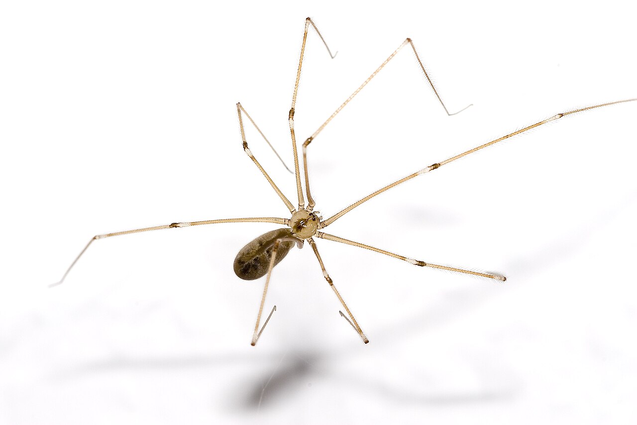 Long-bodied cellar spider Pholcus phalangioides with very long thin legs