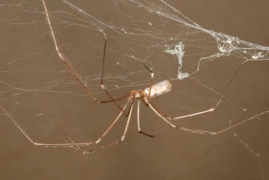 Long-bodied cellar spider with very thin legs hanging beneath a loose indoor web
