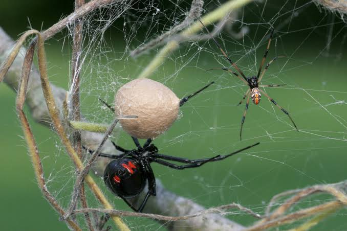 Adult North American widow spider hanging upside down in a strong irregular web