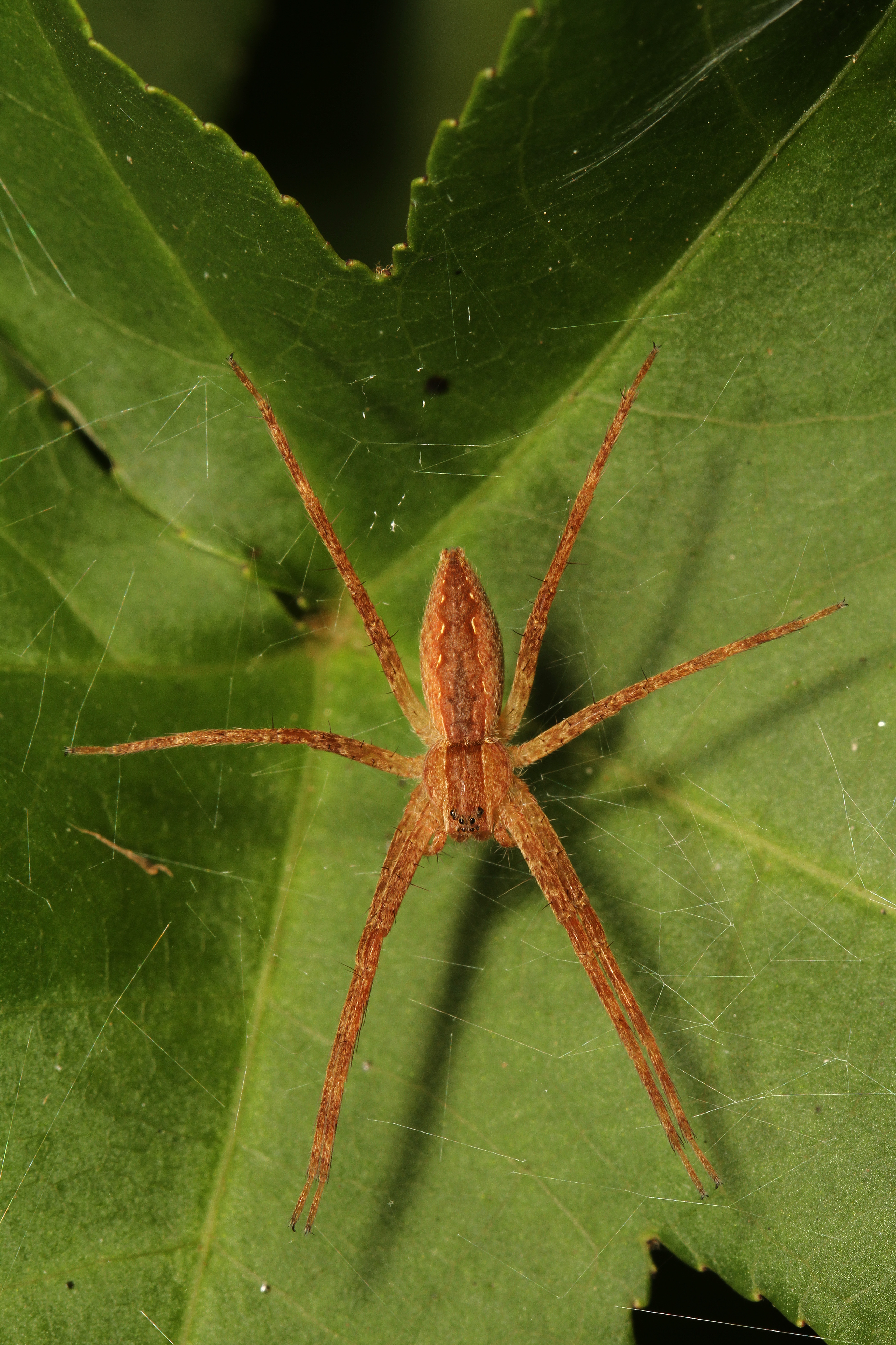 Long-legged Pisaurina nursery web spider resting lengthwise on green foliage