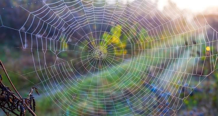 North American orb-weaver resting in a circular web between garden plants