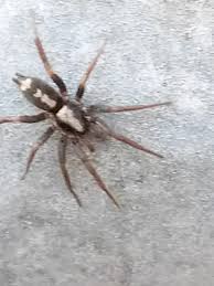 Dark parson spider showing a contrasting white stripe along the abdomen