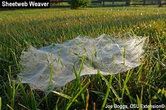Tiny sheet-web weaver beneath a flat dew-covered web in low grass