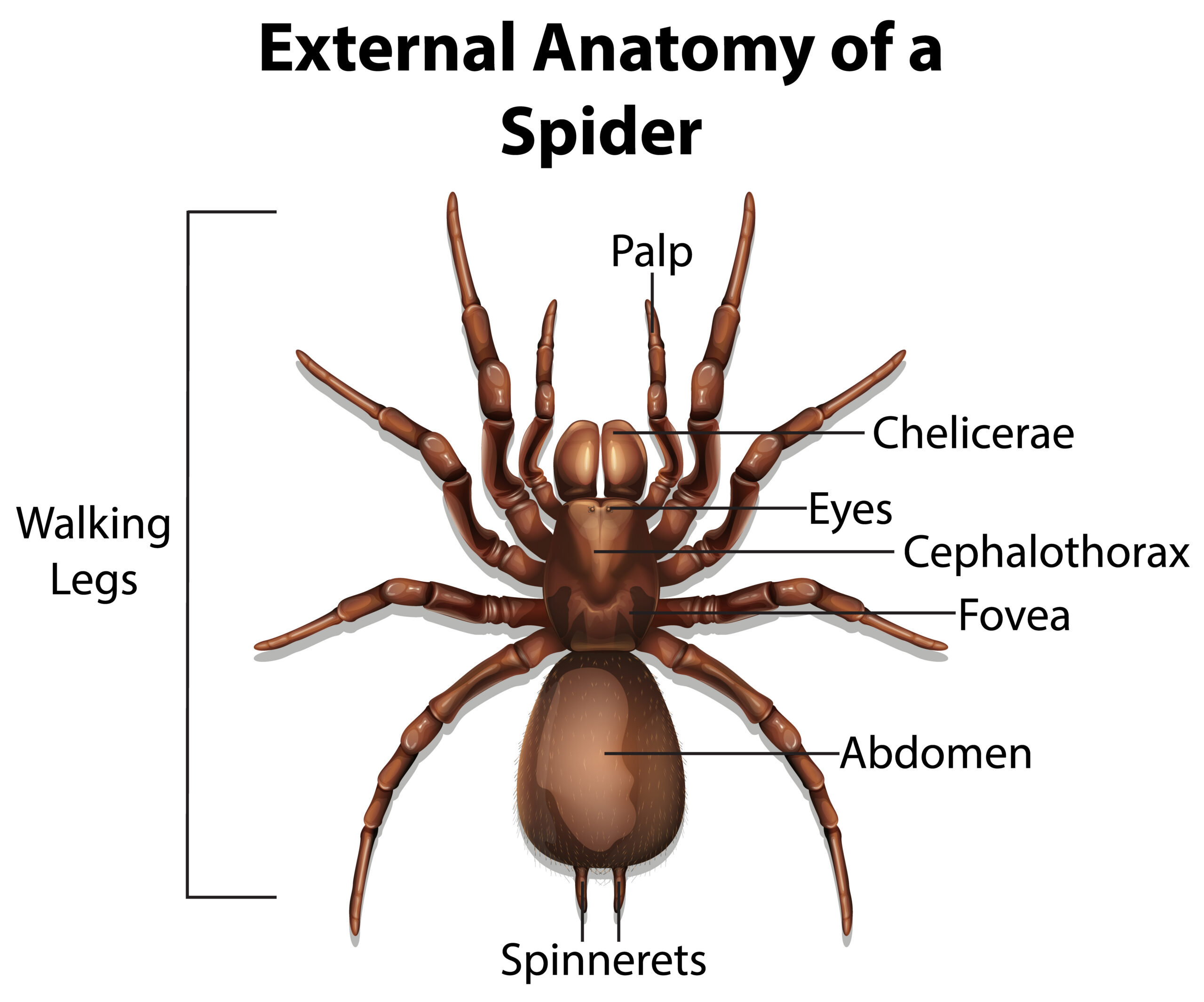 Spider eye arrangement chart for identifying common spider families