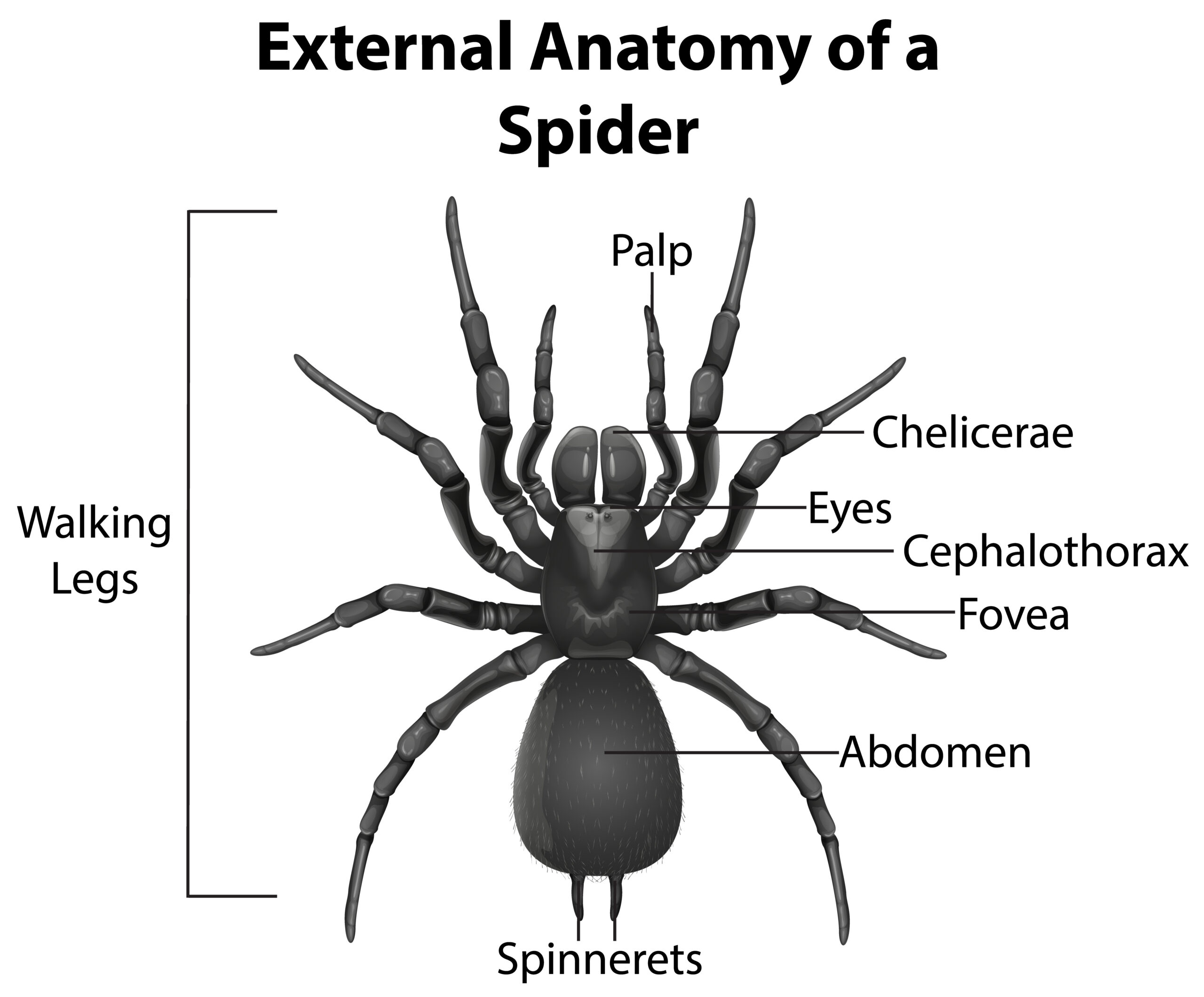 Spider identification by body shape comparing several common spider groups