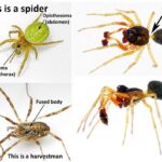 spider identification guide how to identify a spider