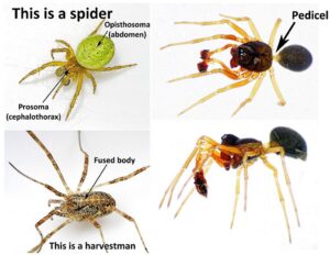 spider identification guide how to identify a spider