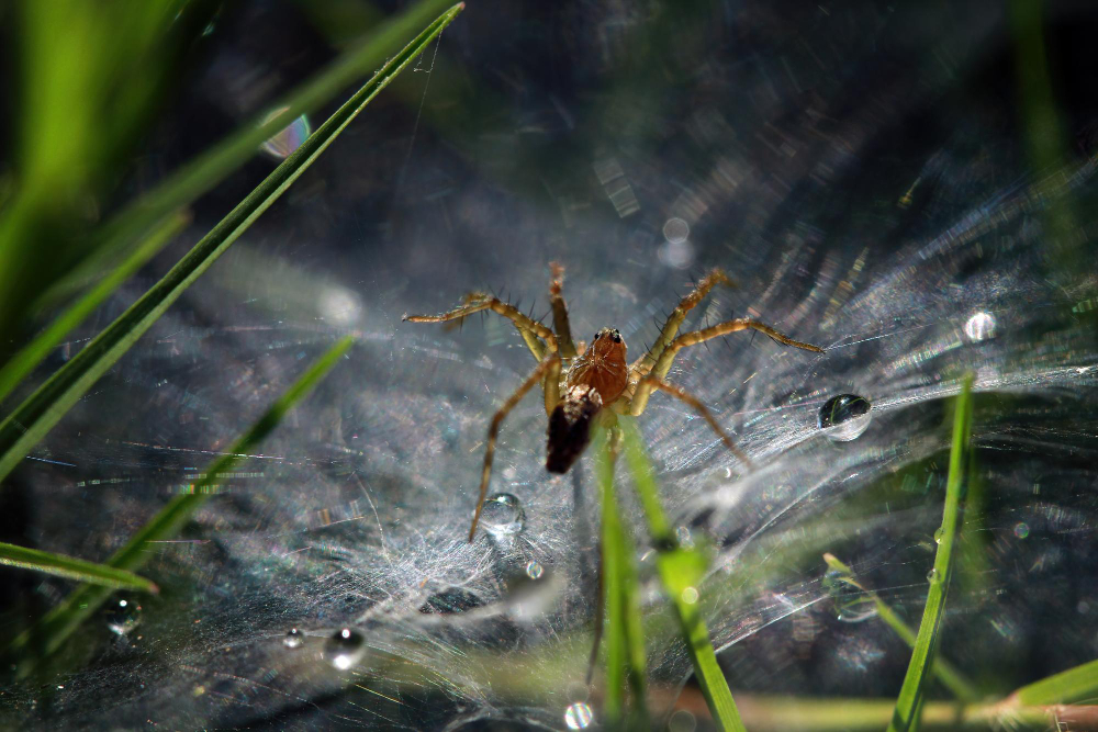 Spider compared with a harvestman, tick, mite and pseudoscorpion