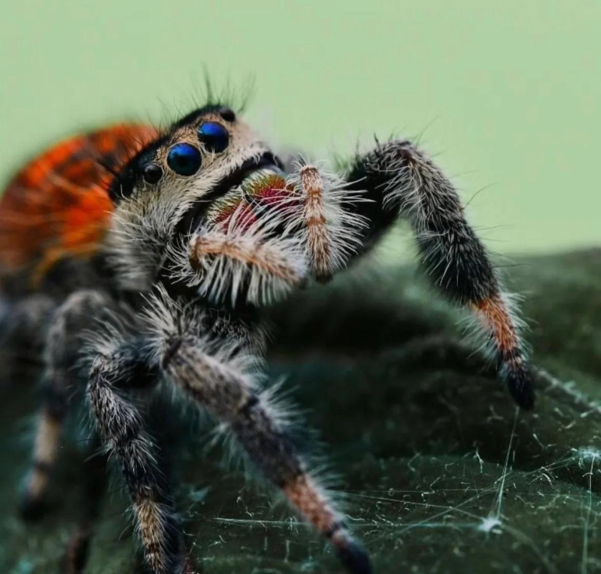 Jumping spider showing prominent forward-facing eyes