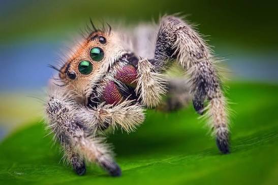 Spider with prominent eyes photographed for identification