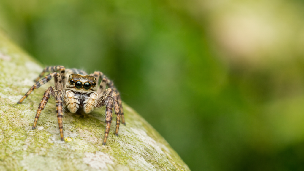 spider with big eyes identification