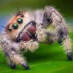 spider with big eyes identification