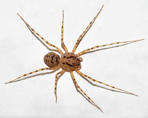 Small speckled spitting spider with a high domed prosoma on an indoor wall