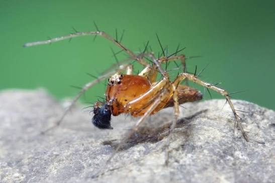 Striped lynx spider showing numerous long black spines on its legs