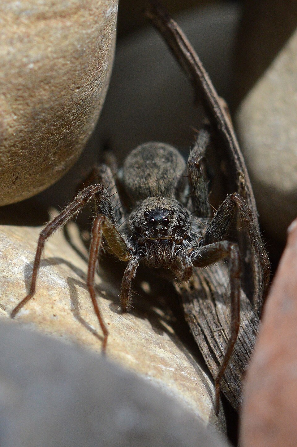 Wolf spider from family Lycosidae showing a robust hairy body and large central eyes