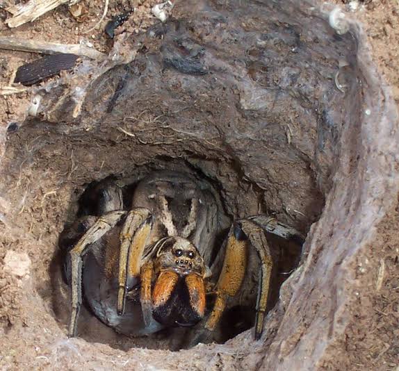Robust brown wolf spider with striped markings standing on bare ground