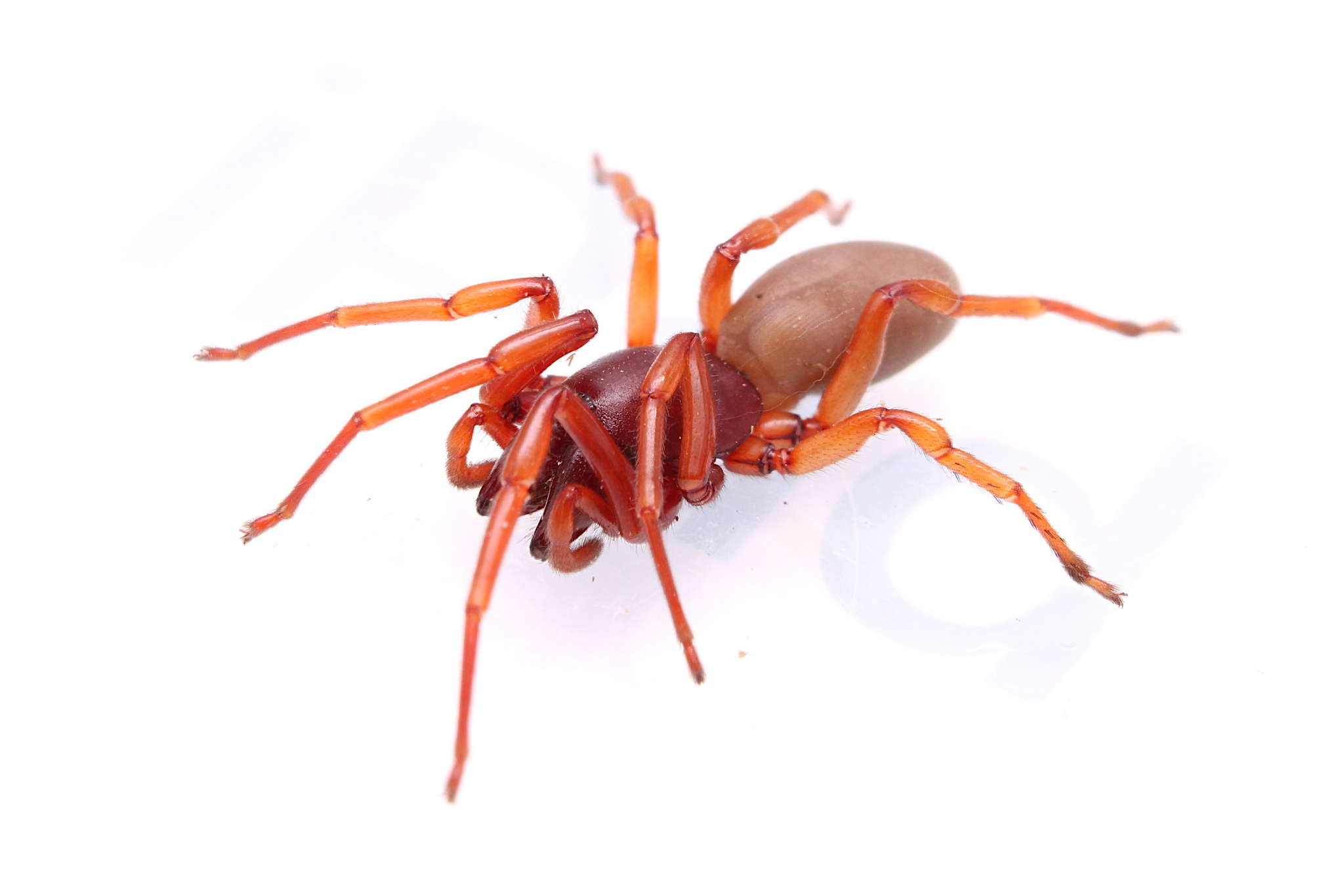Woodlouse spider with reddish orange legs and a smooth pale abdomen under a stone