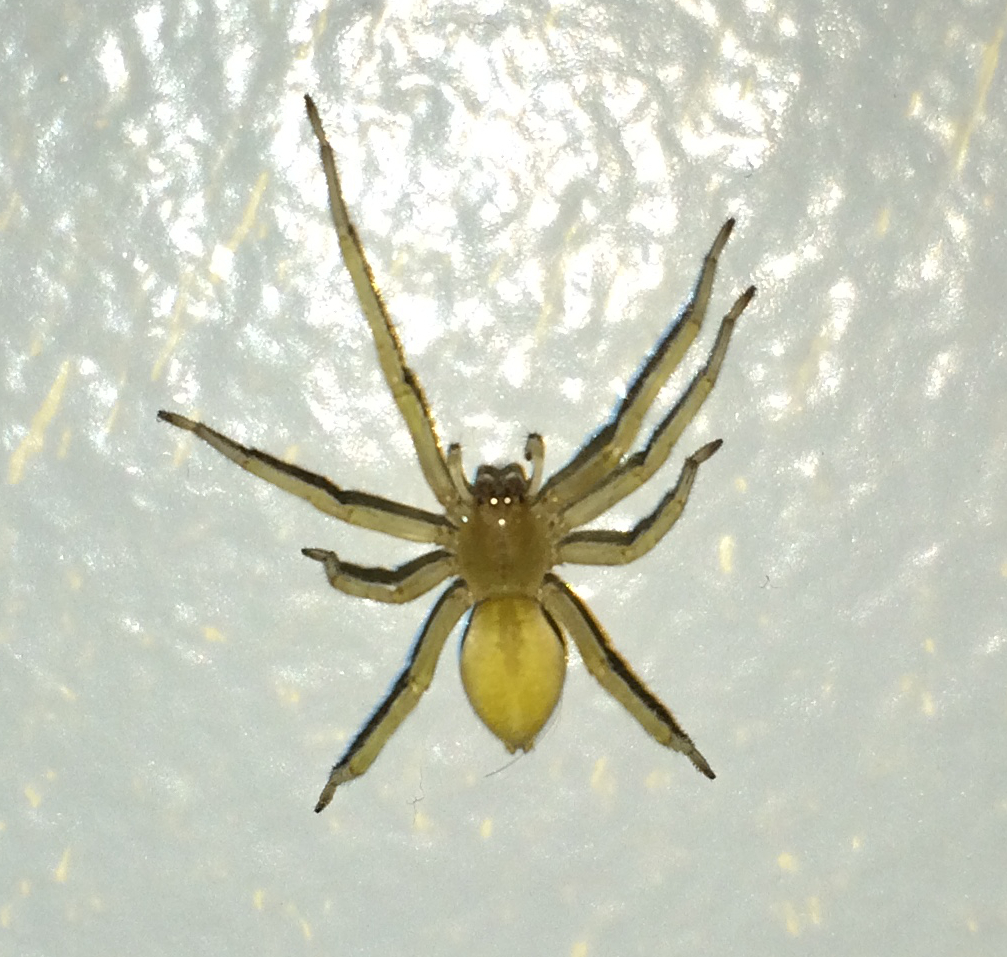 Pale yellow Cheiracanthium sac spider resting beside a silk retreat on a leaf
