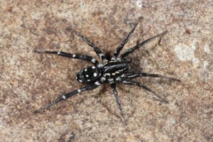 black spider with white spots identification (4)