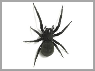 Glossy dark spider with a rounded abdomen and dark legs photographed from above on a pale background